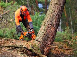 Best Leaf Removal  in Ventress, LA